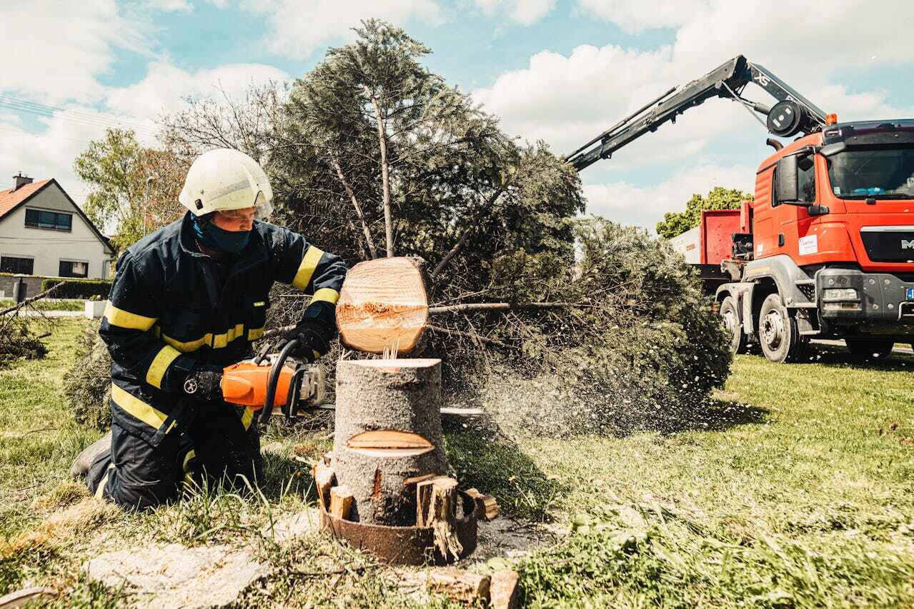 Best Tree Root Removal  in Boynton Beach, FL